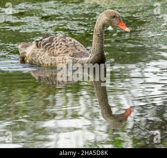 Black Swan cygnet, Cygnus atratus, paddling on and reflected in the calm water of a lake in a city park in Australia Stock Photo