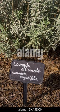 herb garden of the abbey of sainte marie de fontfroide near narbonne. former cistercian abbey founded in 1093. Stock Photo