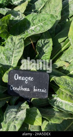 herb garden of the abbey of sainte marie de fontfroide near narbonne. former cistercian abbey founded in 1093. Stock Photo