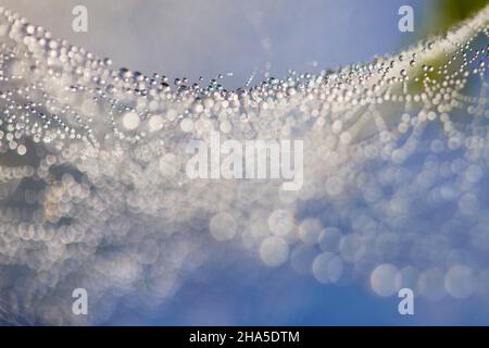 spider web,dew,dew drops Stock Photo
