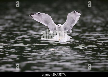 seagull,common gull,larus canus Stock Photo