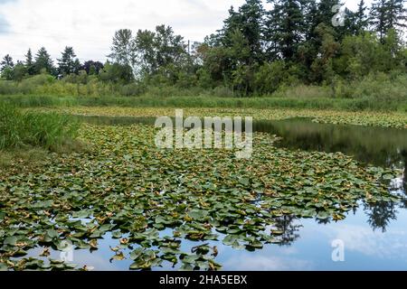 Wide landscape view of lily pads decorating the top of the water in a swampy marsh in summer Stock Photo