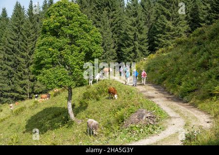 kleinwalsertal,austria,hiking group near hirschegg. Stock Photo