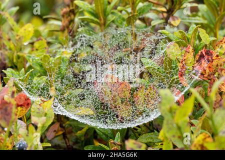 kleinwalsertal,austria,water droplets on the vegetation with spider web. Stock Photo