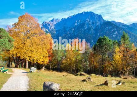 autumn pulls a deciduous trees in front of the karwendel mountains in mittenwald,germany,bavaria,upper bavaria,isar valley,hiking trail, Stock Photo