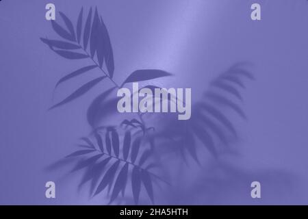 palm leaves behind the frozen glass in light purple color Stock Photo