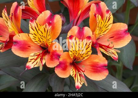 Vibrant Alstroemeria Indian Summer, Peruvian Lily Flowers Stock Photo