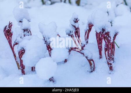 deep red new shoots of a peony,covered with snow Stock Photo