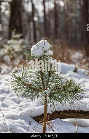 small pine tree covered with snow Stock Photo