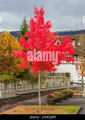 bright red maple tree in autumn Stock Photo
