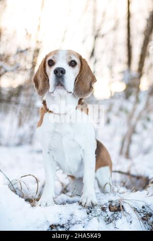 Beagle in the snow Stock Photo