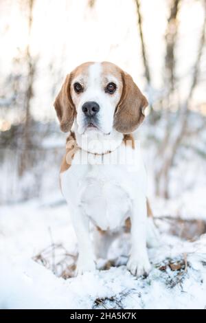 Beagle in the snow Stock Photo
