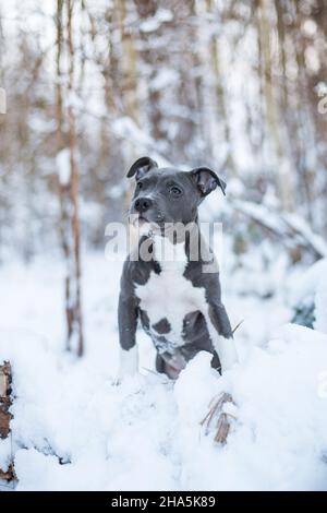 American Staffordshire Terrier puppy in the snow Stock Photo