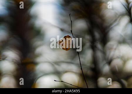 single autumn leaf on a branch on a birch tree,shallow depth of field,selective sharpness,beautiful bokeh Stock Photo