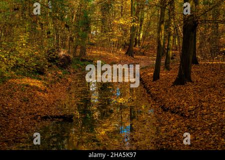small river in the forest in autumn,lots of autumn leaves in the water and on the forest floor Stock Photo