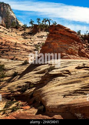Twisted Pine Tree grows from a rock, Zion National Park, Utah Stock Photo
