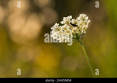 wild carrot (daucus carota) in backlight,umbel with soft beetle,evening light,germany Stock Photo
