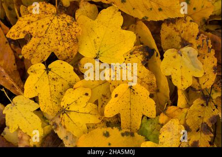 yellow leaves of field maple (acer campestre) and hornbeam (carpinus betulus),autumn colors,germany Stock Photo