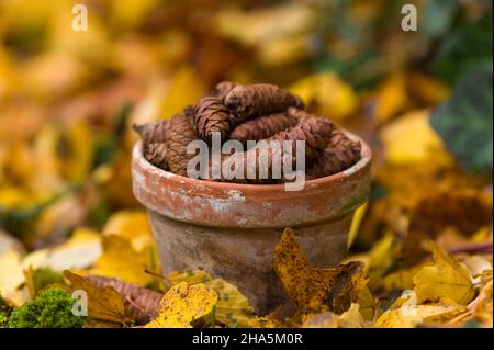 collected cones of the serbian spruce (picea omorika) in a weathered flower pot,autumn leaves,still life in the garden Stock Photo