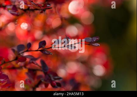 branches of barberry (berberis) with red colored leaves,in the background red autumn leaves and water droplets glow in the sunlight,germany Stock Photo