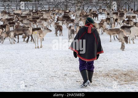 reindeer,raattama,lapland,finland Stock Photo