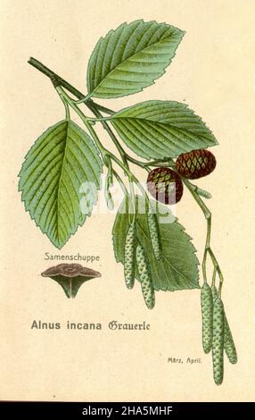 grey alder or speckled alder Alnus incana,  (botany book, ca. 1915) Stock Photo