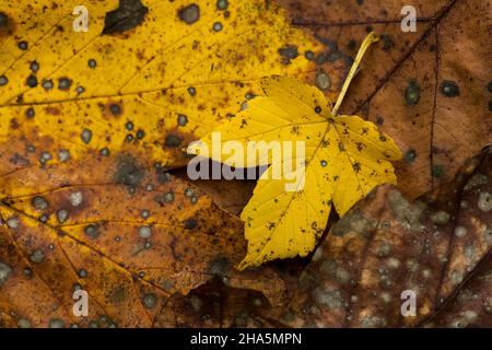 colorful maple leaves lie on the forest floor,autumn mood,germany Stock Photo