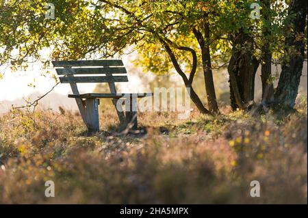 bench under a group of trees on the hiking trail on totengrund,autumn mood,back light,nature reserve near wilsede near bispingen,lüneburg heath nature park,germany,lower saxony Stock Photo