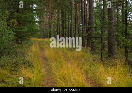 path through autumn-colored grass and coniferous forest,near wesel,lüneburg heath nature park,germany,lower saxony Stock Photo