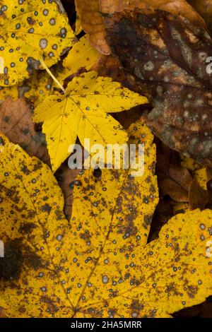 colorful maple leaves lie on the forest floor,autumn mood,germany Stock Photo