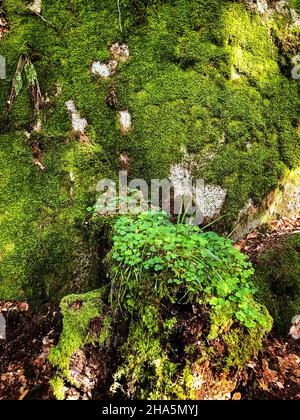 triberg,plants,stone,black forest,baden-württemberg,germany Stock Photo