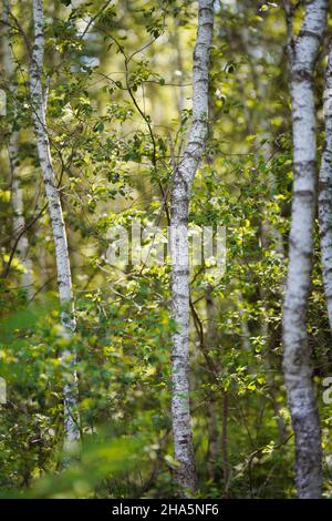 Young birch trees in the summer forest, Bavaria, Germany, Europe Stock Photo