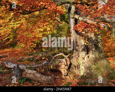 europe,germany,hesse,northern hesse,kellerwald-edersee nature park,kellerwald,old hut beeches in the halloh nature reserve near bad wildungen Stock Photo