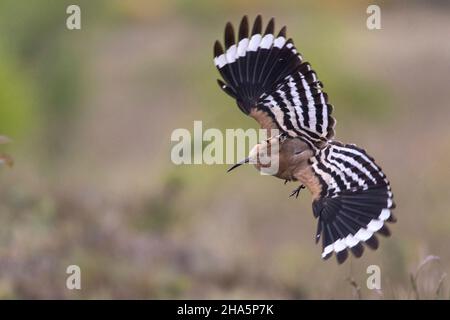 hoopoe upupa epops,bird of the year 2022 Stock Photo