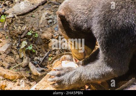 Sun bear Helarctos malayanus in Bornean Sun Bear Conservation Centre in Sepilok, Sabah, Malaysia Stock Photo