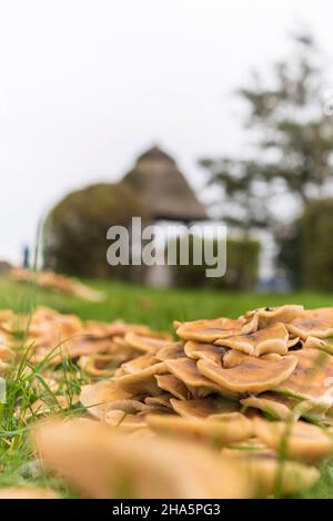 a large number of mushrooms seen in autumn at the plöner see in plön,germany. Stock Photo