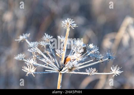 hoar frost on a withered flower,nyluspen,västerbottens län,lapland,sweden Stock Photo