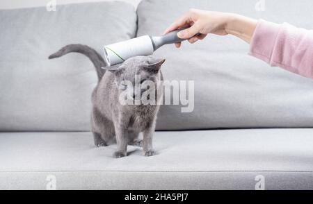 Woman's hand is cleaning Russian blue cat with a lint-roller on a grey sofa Stock Photo