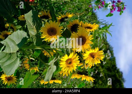 sunflower,common sunflower,helianthus annuus Stock Photo
