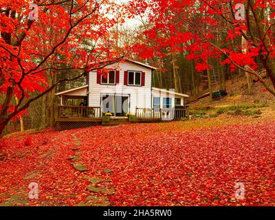 house and japanese maple tree during foliage in autumn,woodstock,new york state,usa Stock Photo