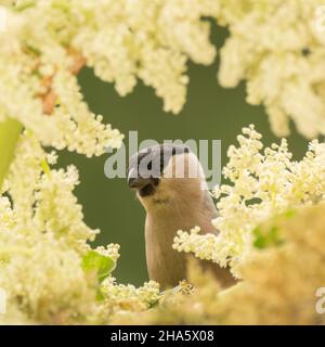 close up of female bullfinch standing between flowers