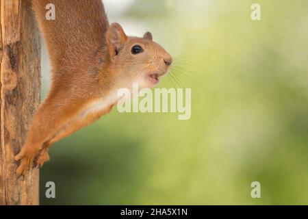 close up of red squirrel hanging down from a tree looking up Stock Photo