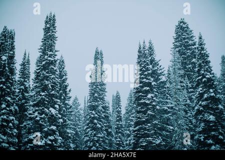 Snow covered Trees in Winter Stock Photo