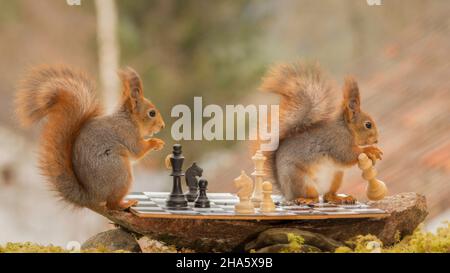 close up of red squirrels playing chess and one is taking away a white queen Stock Photo
