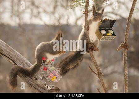 red squirrels on shopping cart and in tree and chest with eggs Stock Photo