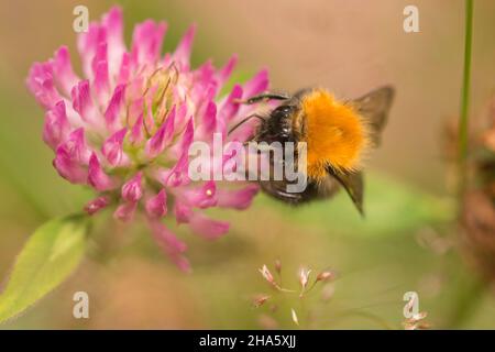 closeup of a bumblebee on a lila colored flower Stock Photo