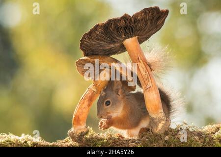 young red squirrel standing under mushrooms Stock Photo