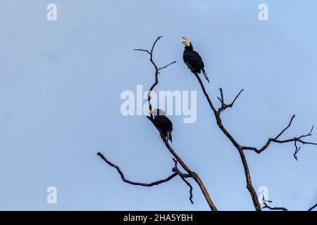 Black hornbill Anthracoceros malayanus on a tree near Kinabatangan river, Sabah, Malaysia Stock Photo