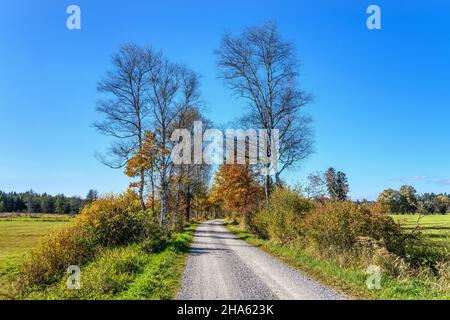 germany,bavaria,upper bavaria,tölzer land,königsdorf,district mooseurach,euracher filz,farm road Stock Photo