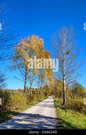 germany,bavaria,upper bavaria,tölzer land,königsdorf,district mooseurach,euracher filz,farm road Stock Photo